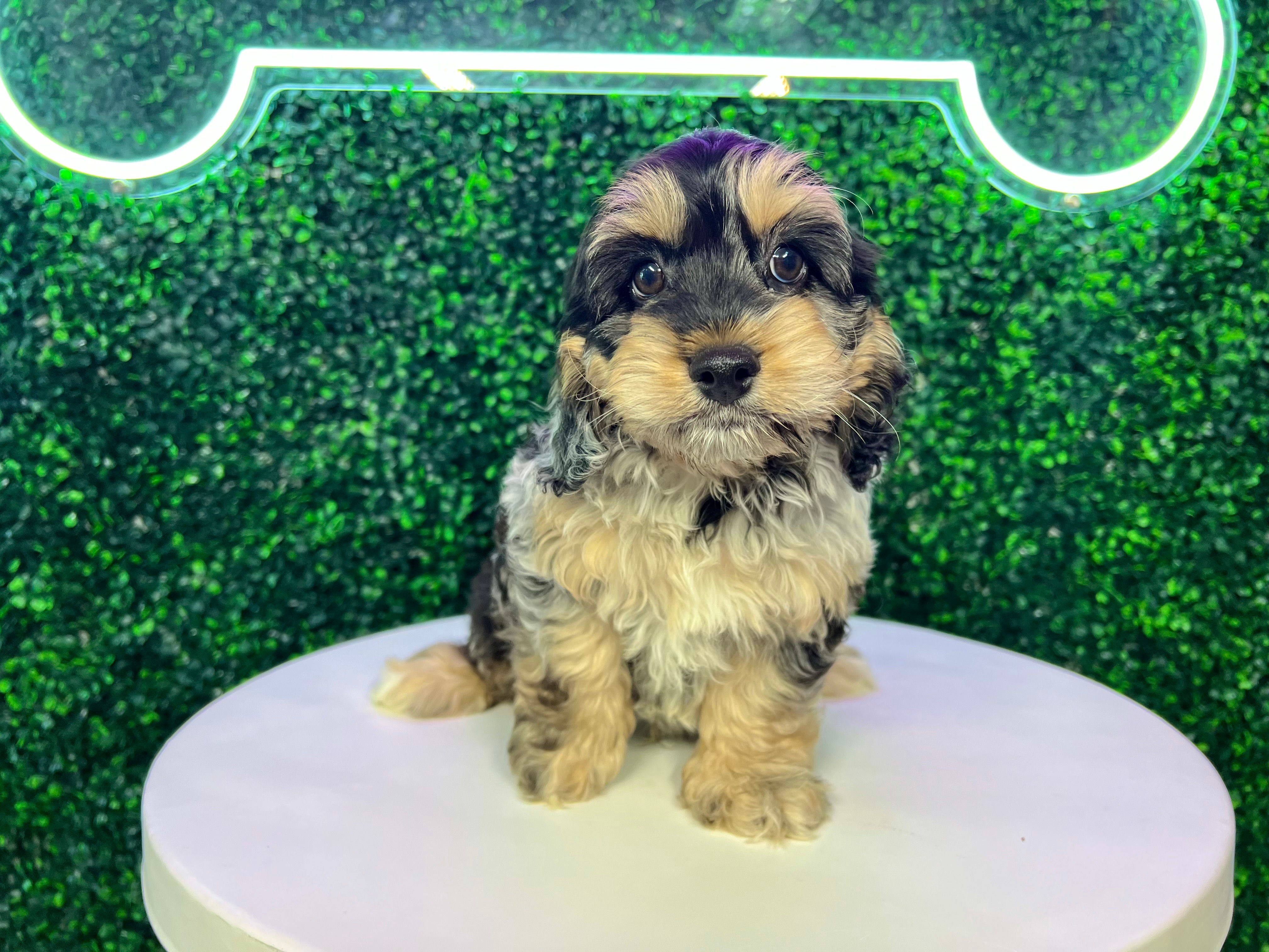 Cute Cockapoo Poodle Mix Pup