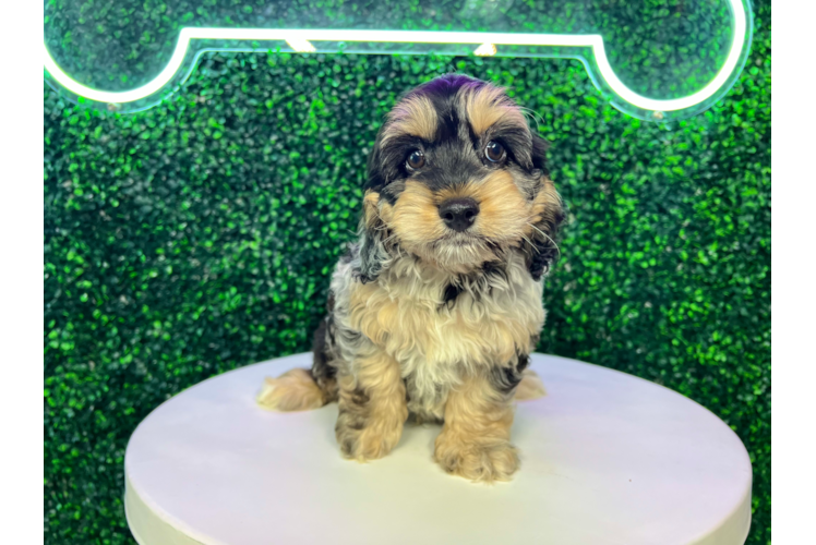 Cute Cockapoo Poodle Mix Pup