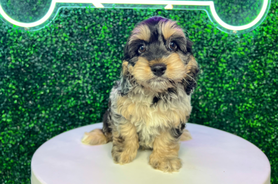 Cute Cockapoo Poodle Mix Pup