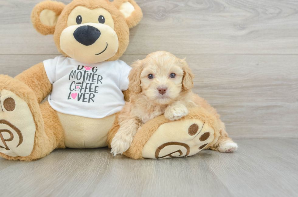 5 week old Cockapoo Puppy For Sale - Puppy Love PR