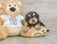 6 week old Cockapoo Puppy For Sale - Puppy Love PR