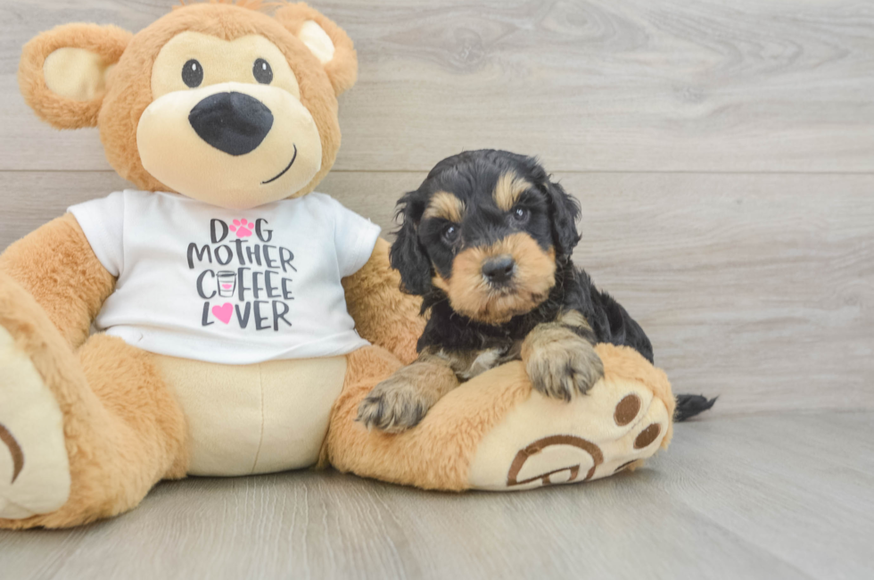 5 week old Cockapoo Puppy For Sale - Puppy Love PR