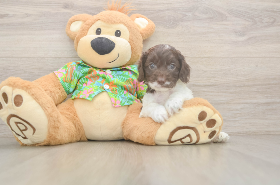 5 week old Cockapoo Puppy For Sale - Puppy Love PR