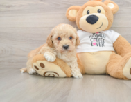 7 week old Cockapoo Puppy For Sale - Puppy Love PR