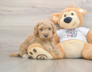 5 week old Cockapoo Puppy For Sale - Puppy Love PR