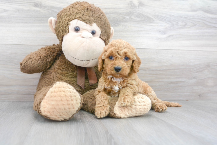 Cute Cockapoo Baby