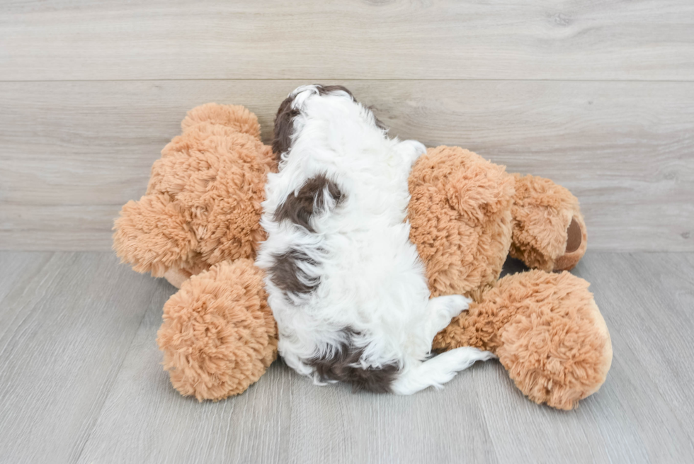 Popular Cockapoo Poodle Mix Pup