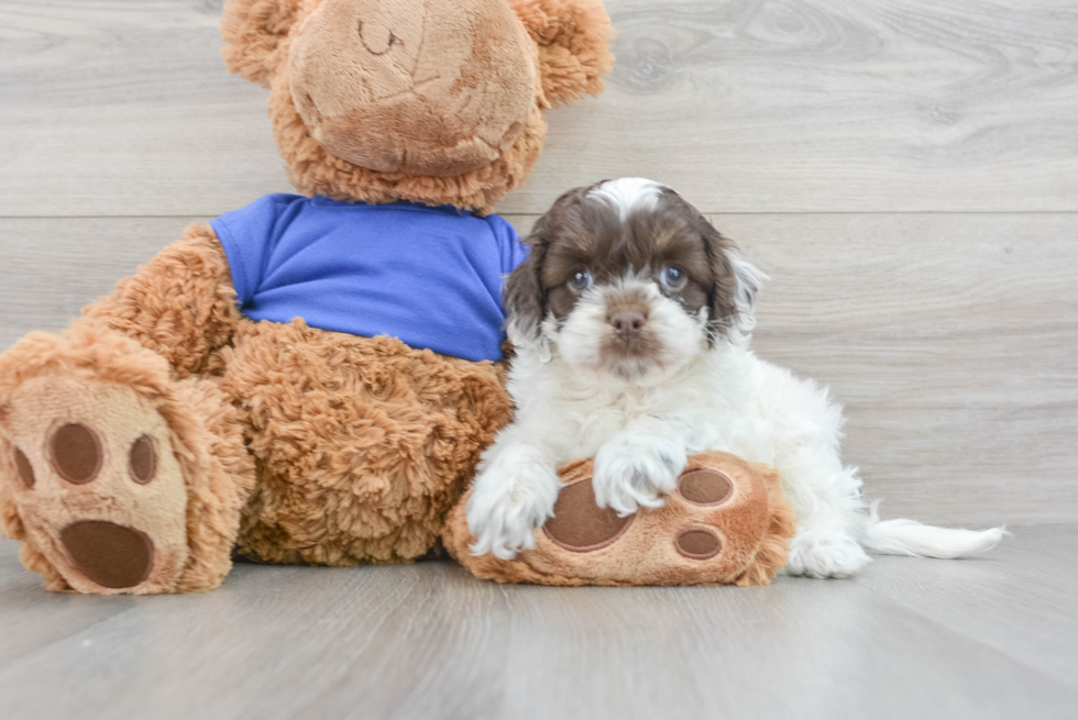 Cockapoo Puppy for Adoption