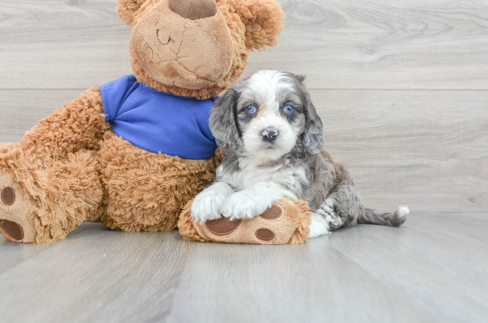 10 week old Cockapoo Puppy For Sale - Puppy Love PR