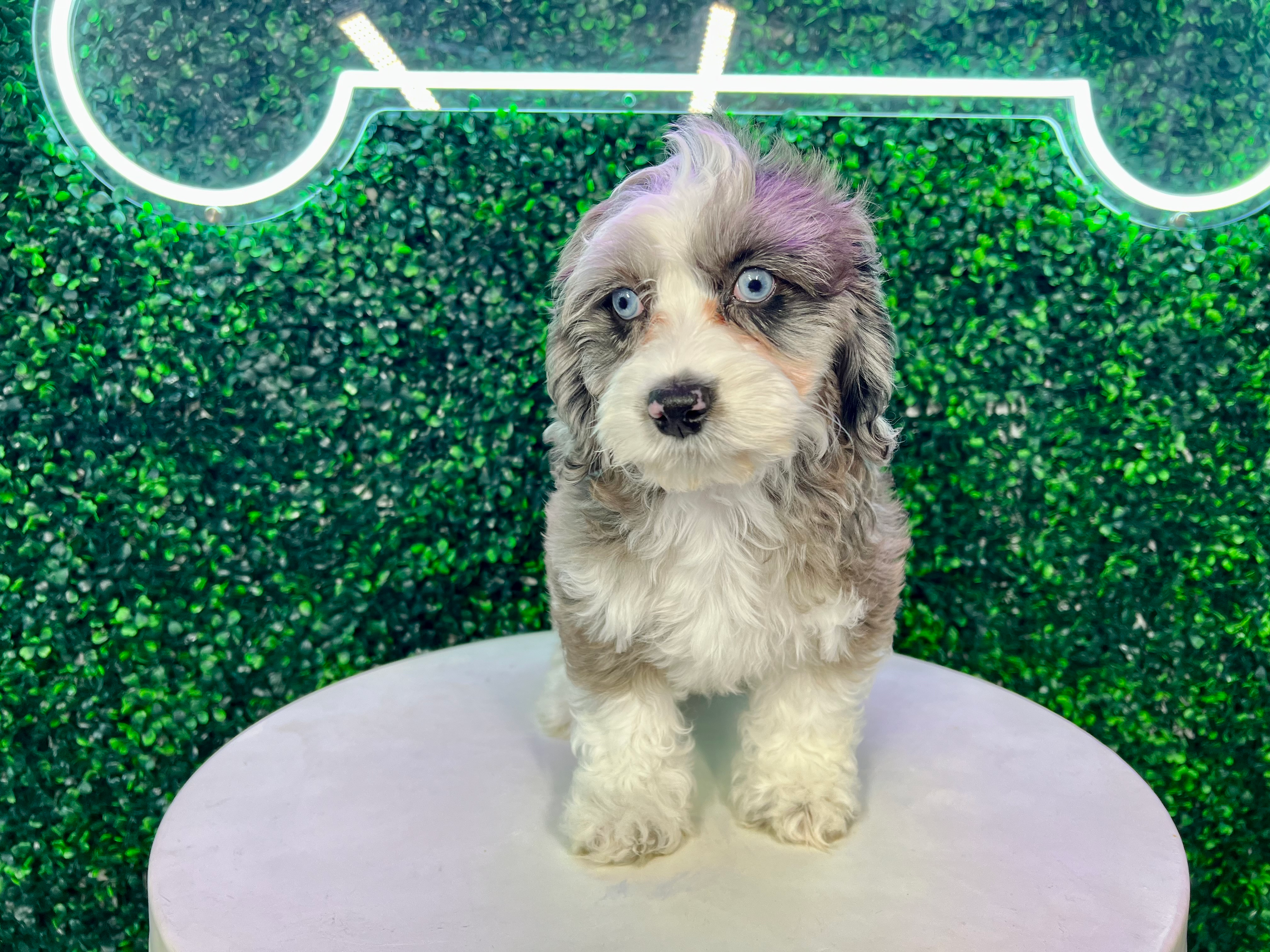 Cute Cockapoo Poodle Mix Pup