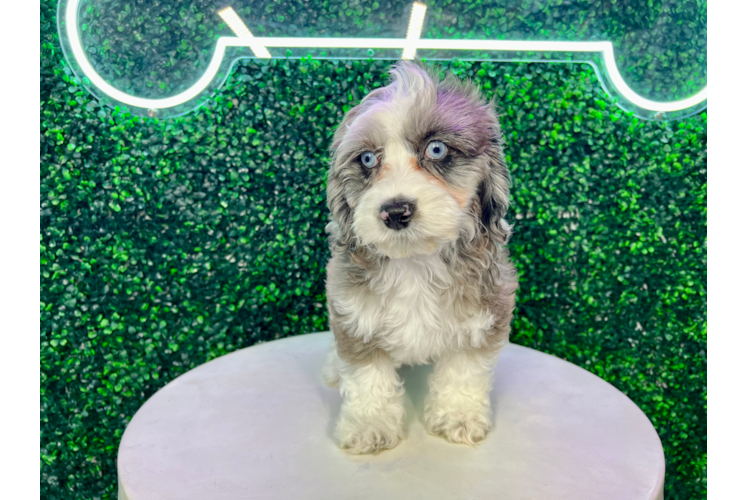 Cute Cockapoo Poodle Mix Pup