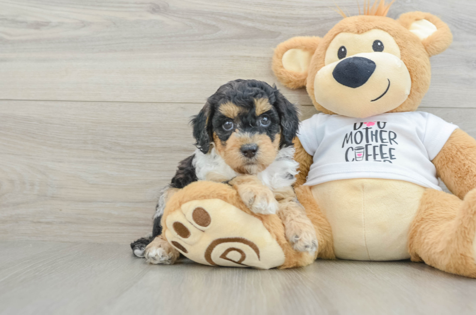 6 week old Cockapoo Puppy For Sale - Puppy Love PR