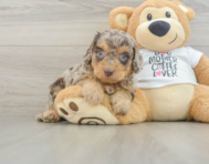 7 week old Cockapoo Puppy For Sale - Puppy Love PR