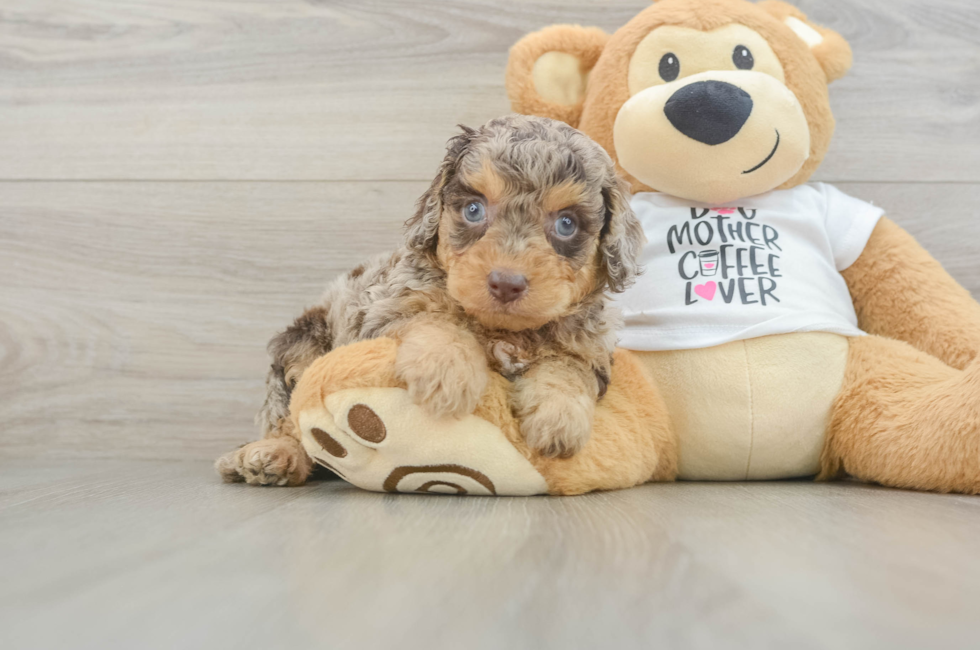 5 week old Cockapoo Puppy For Sale - Puppy Love PR