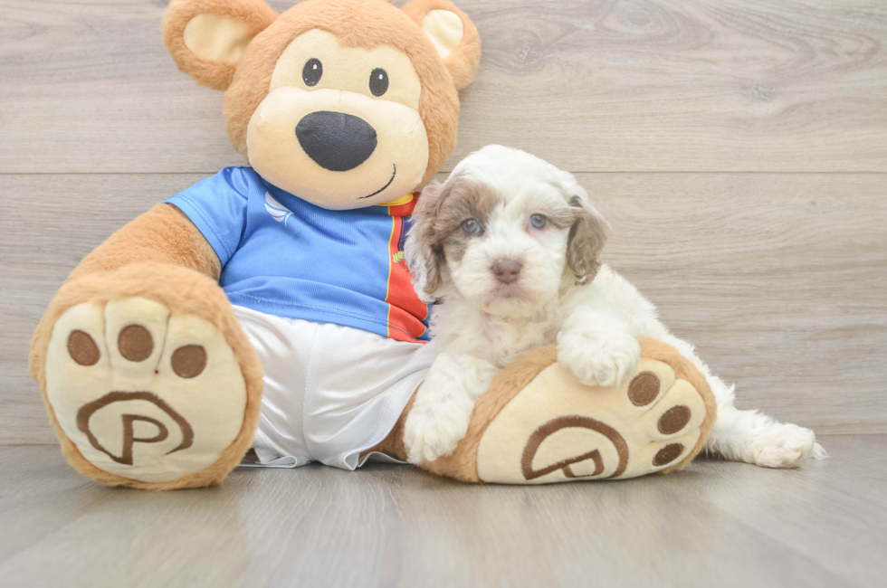 5 week old Cockapoo Puppy For Sale - Puppy Love PR