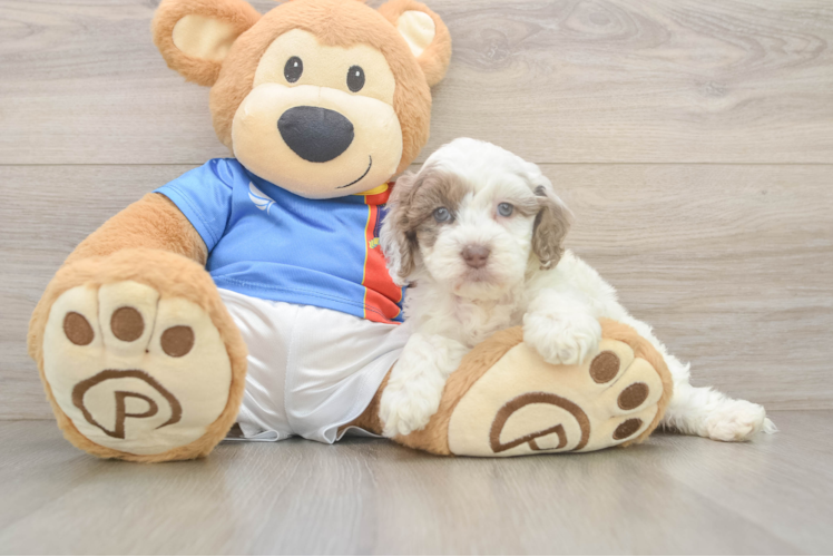 Meet Firecracker - our Cockapoo Puppy Photo 1/3 - Puppy Love PR Energetic Cocker Doodle Poodle Mix Puppy