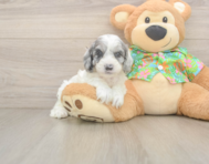 7 week old Cockapoo Puppy For Sale - Puppy Love PR