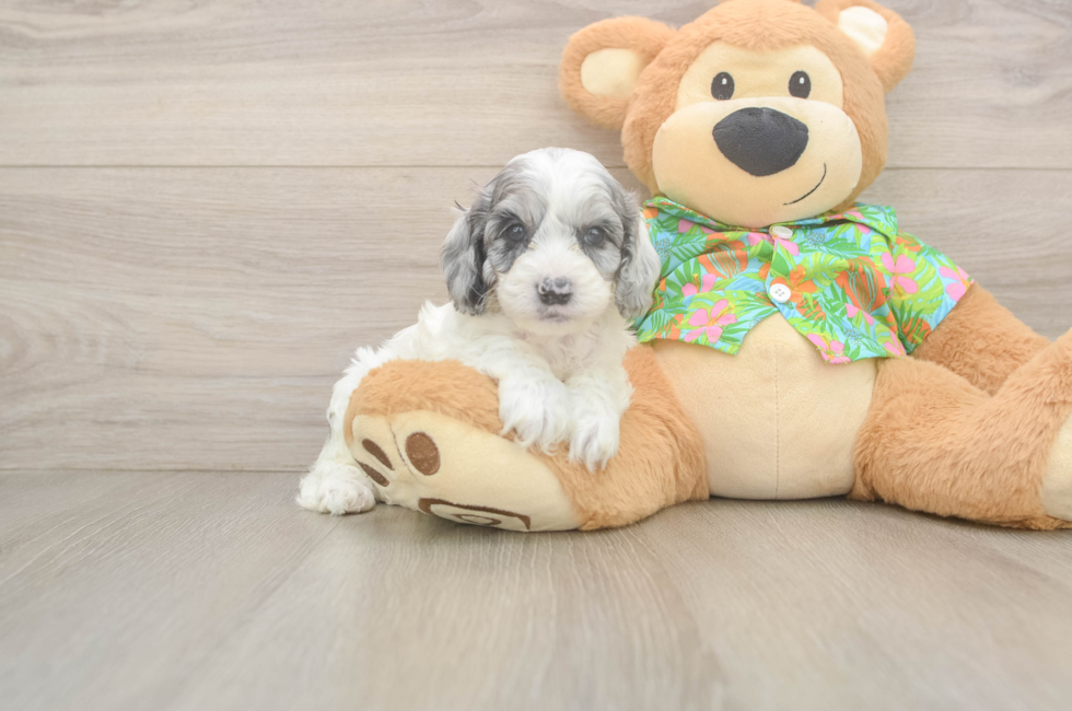 5 week old Cockapoo Puppy For Sale - Puppy Love PR