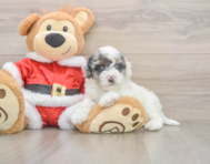 7 week old Cockapoo Puppy For Sale - Puppy Love PR