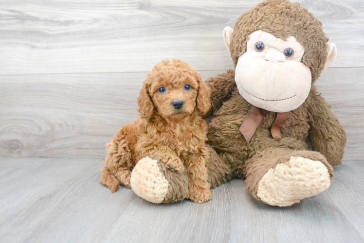 Cute Cockerpoo Poodle Mix Puppy