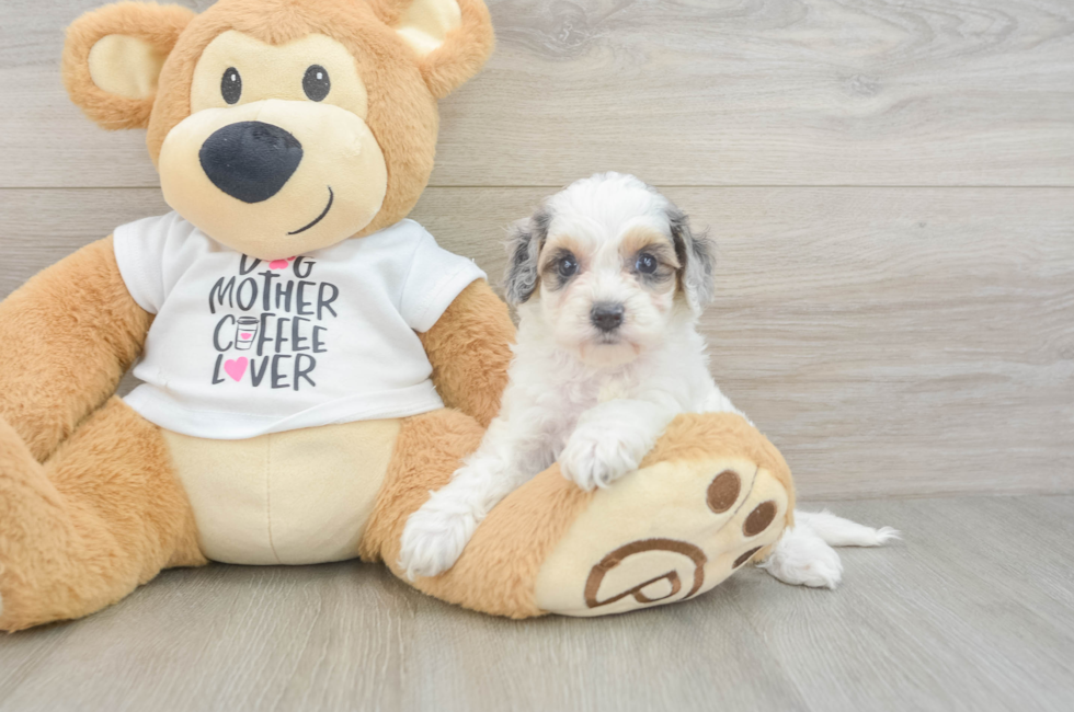 5 week old Cockapoo Puppy For Sale - Puppy Love PR