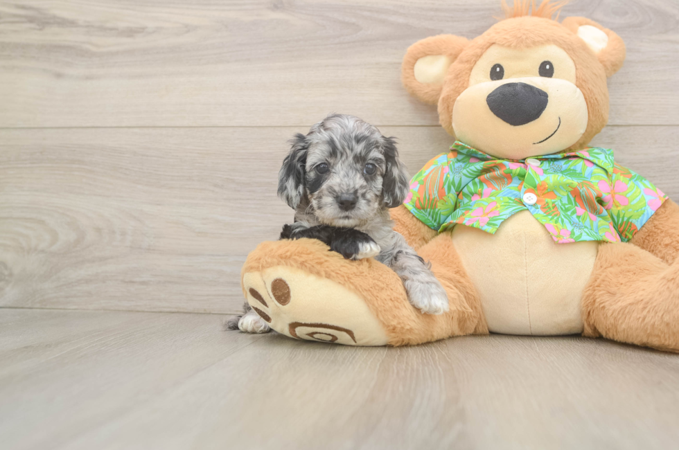5 week old Cockapoo Puppy For Sale - Puppy Love PR
