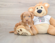 6 week old Cockapoo Puppy For Sale - Puppy Love PR