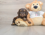 8 week old Cockapoo Puppy For Sale - Puppy Love PR