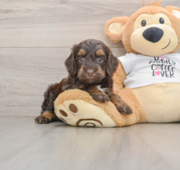 8 week old Cockapoo Puppy For Sale - Puppy Love PR