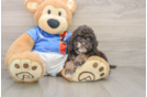 Small Cockapoo Baby