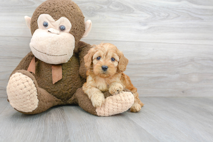 Cute Cockapoo Poodle Mix Pup