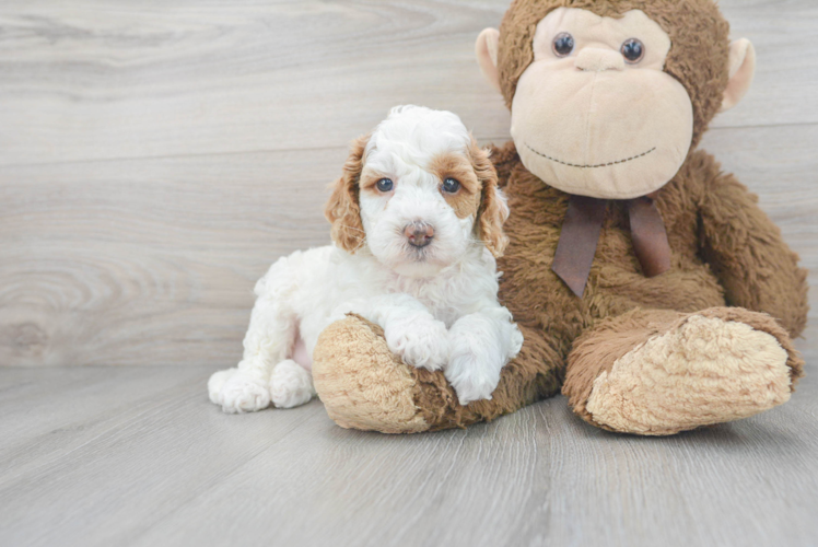 Meet Firecracker - our Cockapoo Puppy Photo 1/3 - Puppy Love PR Best Cockapoo Baby