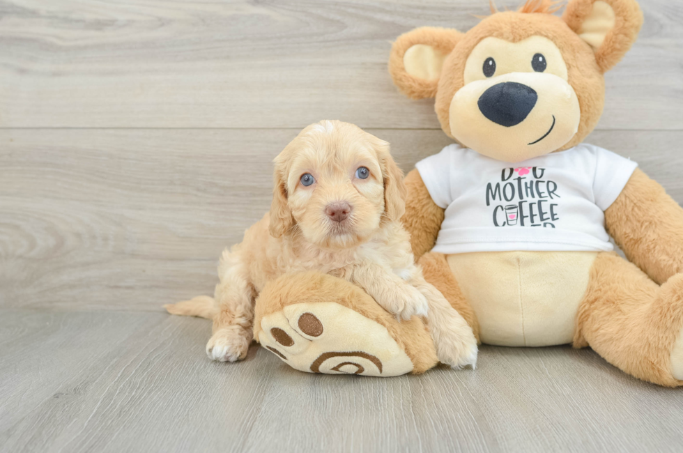 6 week old Cockapoo Puppy For Sale - Puppy Love PR