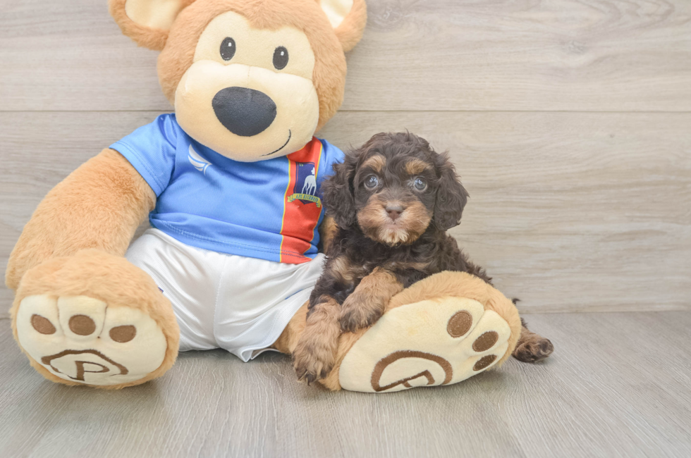 5 week old Cockapoo Puppy For Sale - Puppy Love PR