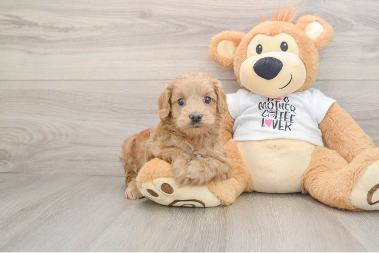 Petite Cockapoo Poodle Mix Pup