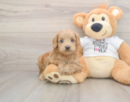 6 week old Cockapoo Puppy For Sale - Puppy Love PR