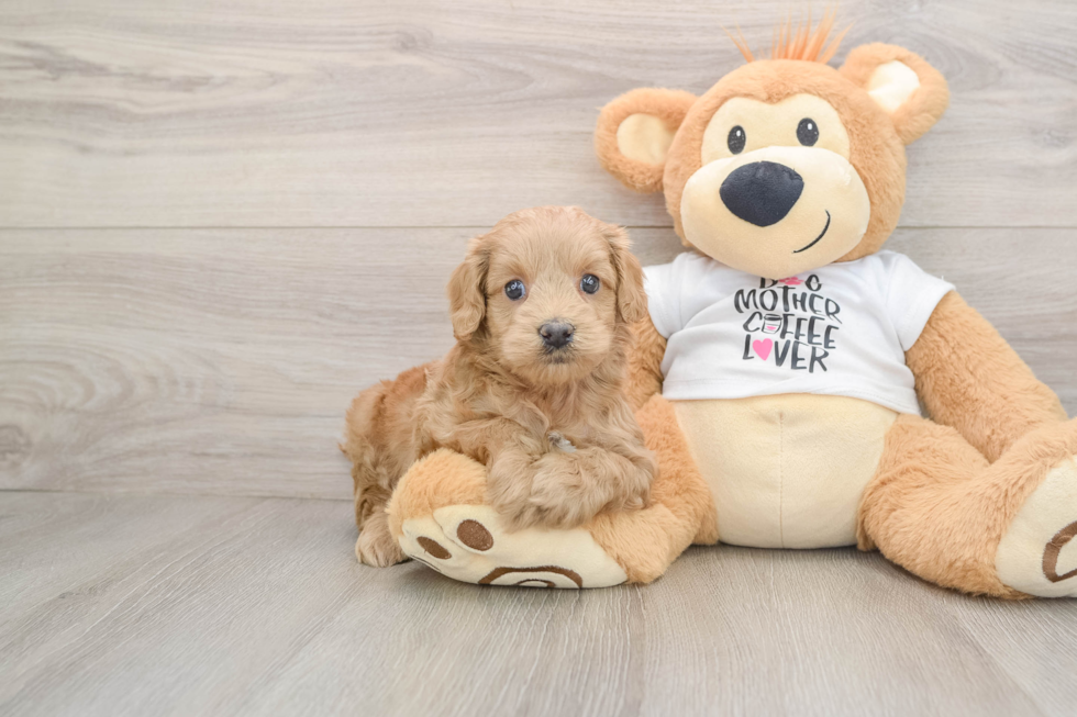 Petite Cockapoo Poodle Mix Pup