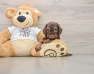 8 week old Cockapoo Puppy For Sale - Puppy Love PR
