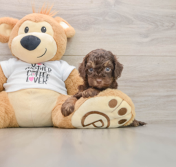 8 week old Cockapoo Puppy For Sale - Puppy Love PR