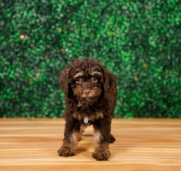 9 week old Cockapoo Puppy For Sale - Puppy Love PR