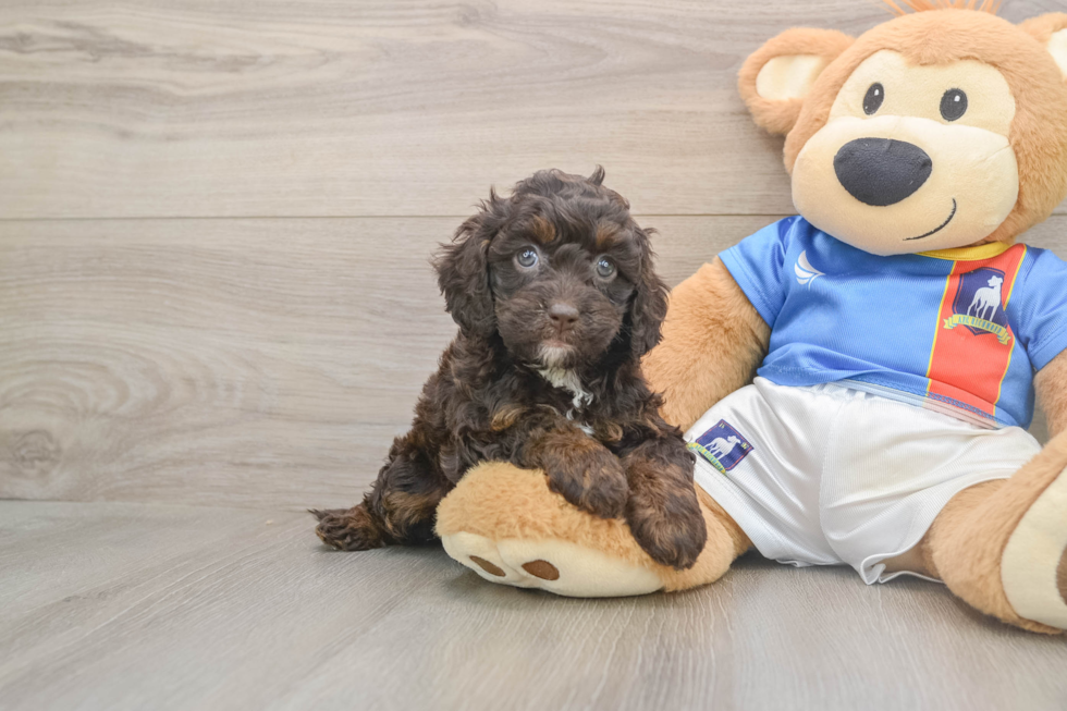Best Cockapoo Baby