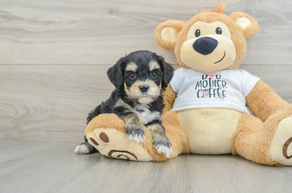 6 week old Cockapoo Puppy For Sale - Puppy Love PR