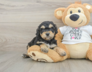 7 week old Cockapoo Puppy For Sale - Puppy Love PR