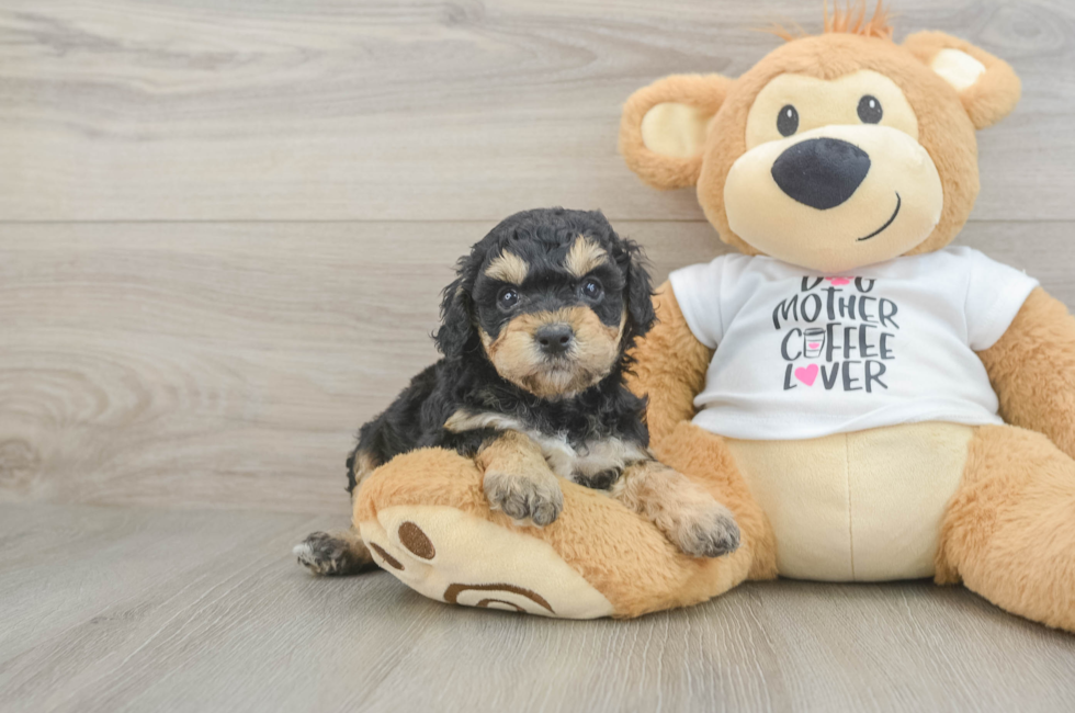 5 week old Cockapoo Puppy For Sale - Puppy Love PR