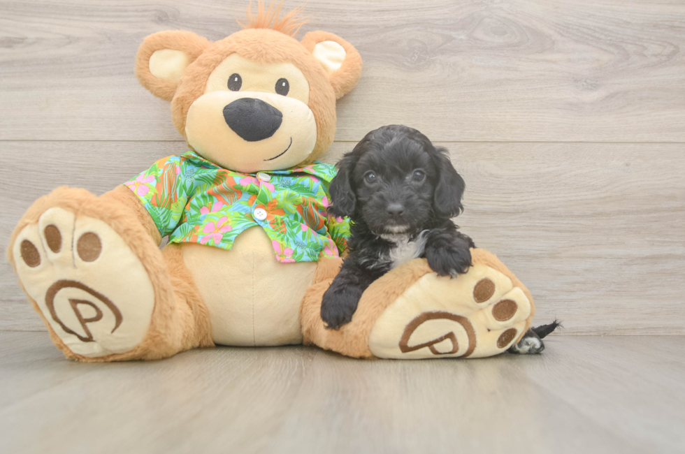 5 week old Cockapoo Puppy For Sale - Puppy Love PR
