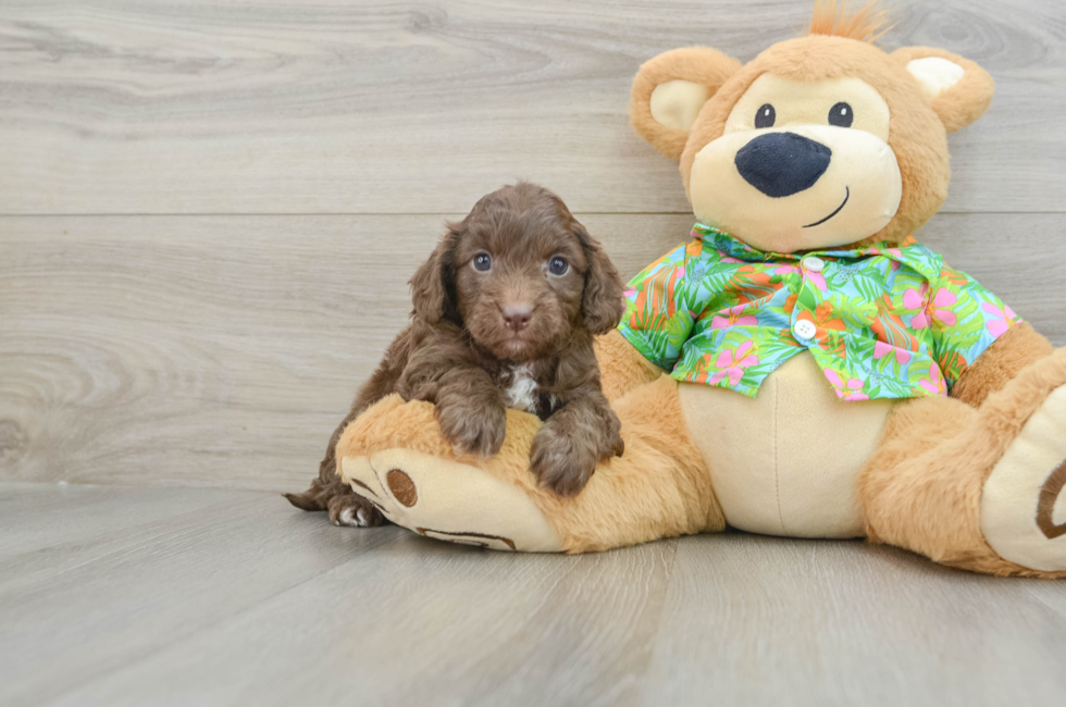 6 week old Cockapoo Puppy For Sale - Puppy Love PR