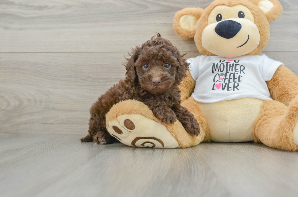 5 week old Cockapoo Puppy For Sale - Puppy Love PR