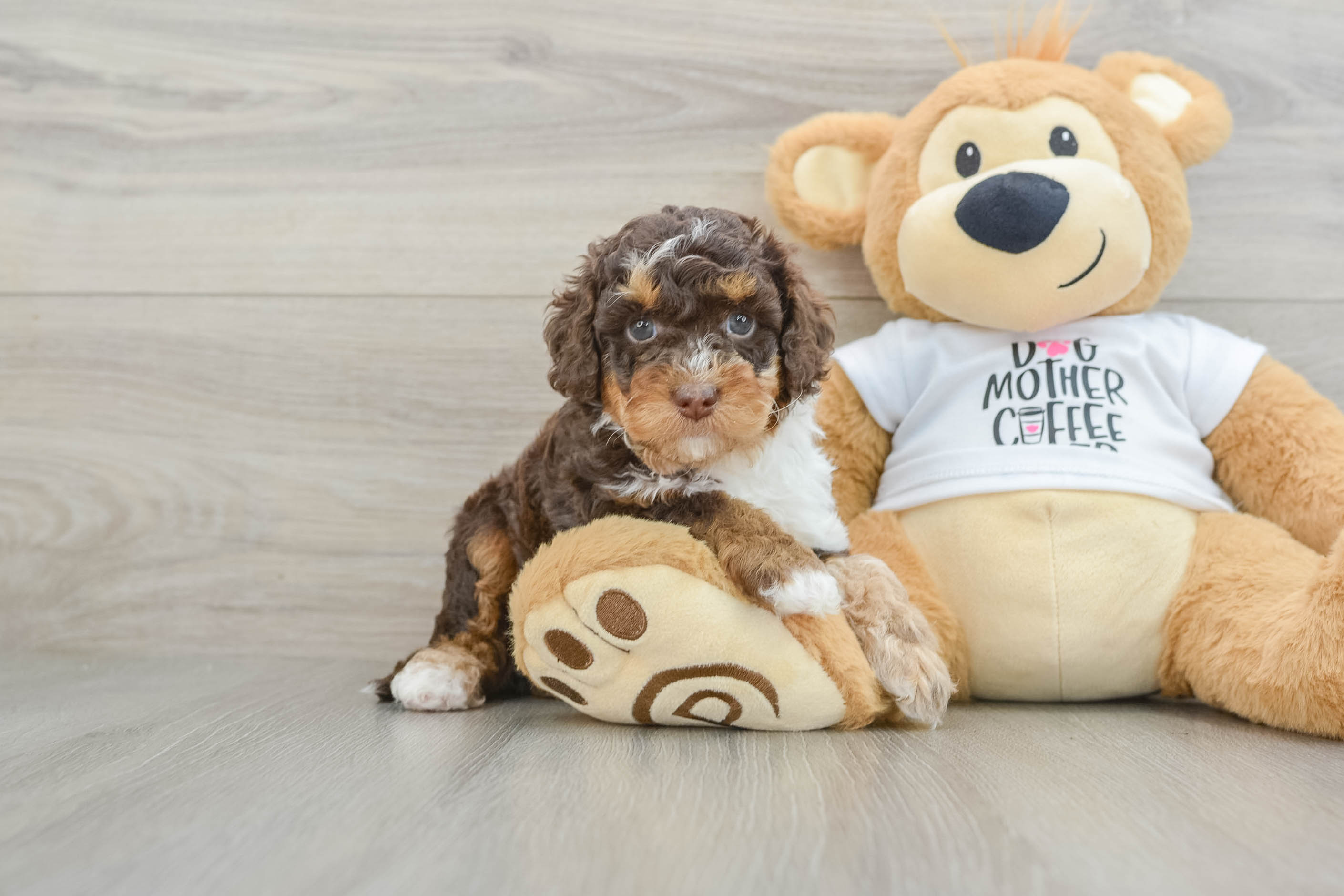 Fluffy Cockapoo Poodle Mix Pup