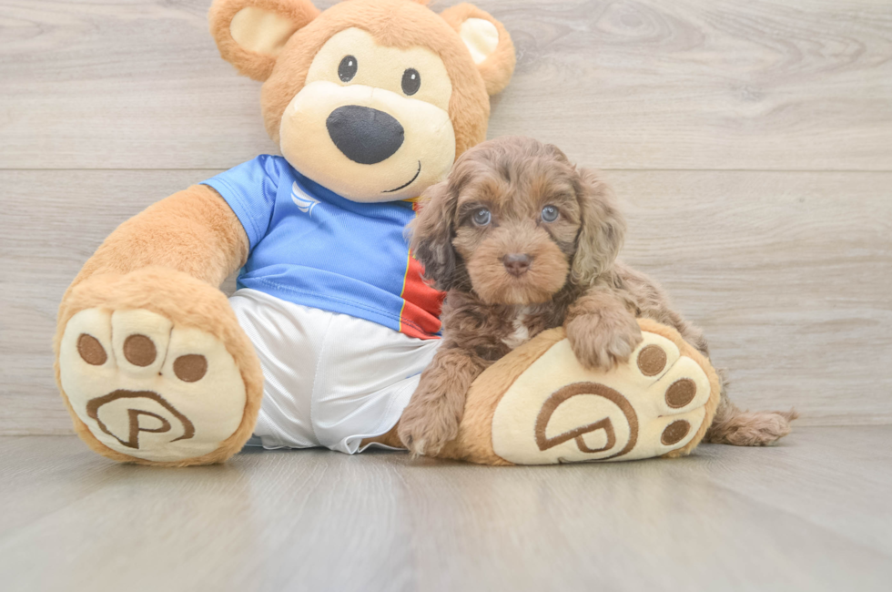 5 week old Cockapoo Puppy For Sale - Puppy Love PR