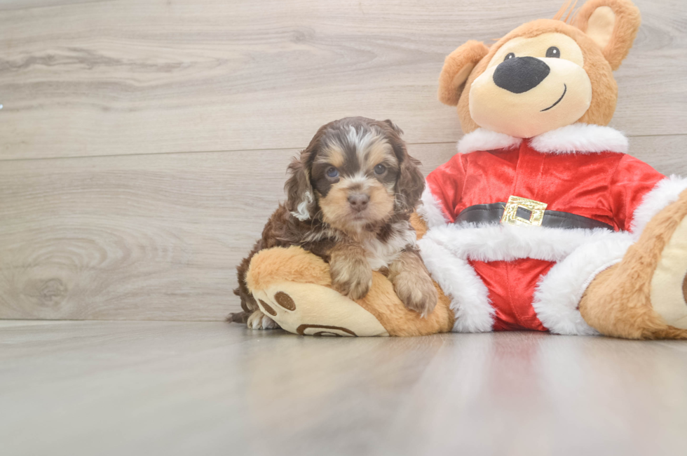 5 week old Cockapoo Puppy For Sale - Puppy Love PR